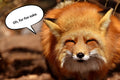 OH, FOR FOX SAKE MAGNET
