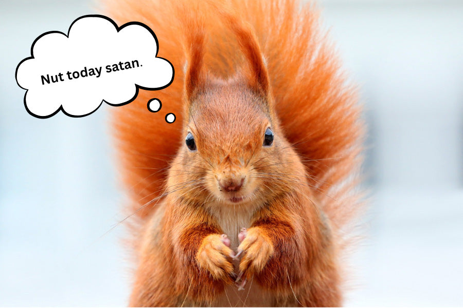 NUT TODAY SATAN MAGNET